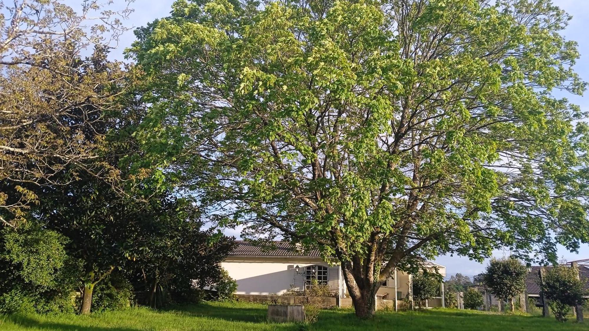 La Maison D'Abelleira Ponteareas Buitenkant foto